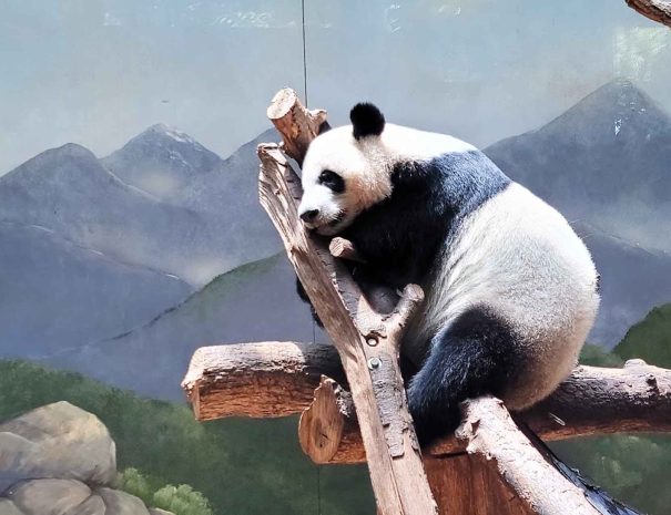 Panda, Zoo Atlanta