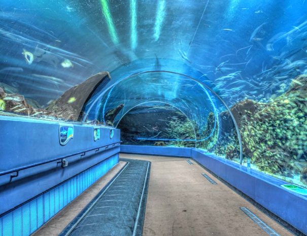 Underwater walk, Atlanta Aquarium